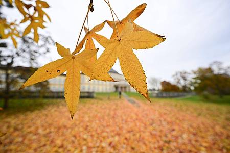Herbstlich verfärbte Blätter im Park vor dem Schloss Hohenheim in Stuttgart.