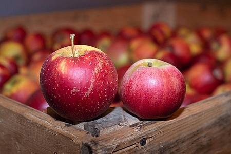 Alte Apfelsorten wie Wellant (l) und Berlepsch (r) haben einen hohen Polyphenolgehalt, was sie zu idealen «Allergiker-Äpfeln» macht.