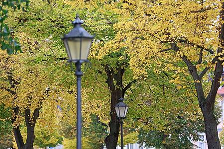 Herbstlich gefärbt sind die Bäume am Domplatz in Halberstadt, Sachsen-Anhalt.