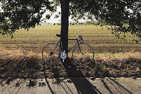 Bild von einem Fahrrad, an einen Baum gelehnt, bei Sonnenlicht