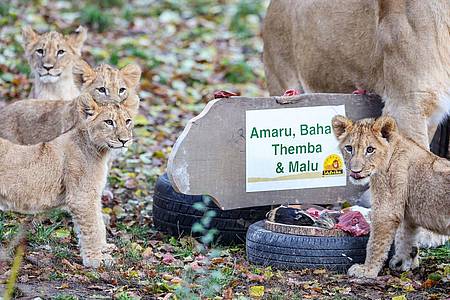 Die Löwenjungen mit ihrer Mutter Kigali  in der Löwensavanne im Leipziger Zoo.