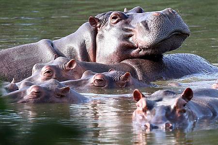 Flusspferde schwimmen in der Lagune im Hacienda Napoles Park - dem ehemaligen Privatanwesen des Drogenbarons Escobar, der vor Jahrzehnten drei weibliche und ein männliches Nilpferd importierte.