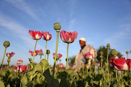 Rohopium wird aus Mohn hergestellt und dient als Basis für die Herstellung von Heroin.