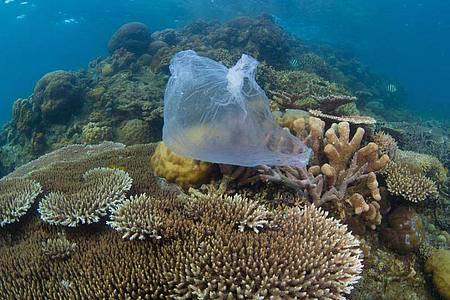 Eine Plastiktüte auf einem Korallenriff in Malaysia. Foto: WWF/dpa
