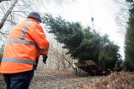 Der Weihnachtsbaum für das Bundeskanzleramt wird im Eberswalder Stadtwald auf einen Lastwagen geladen.